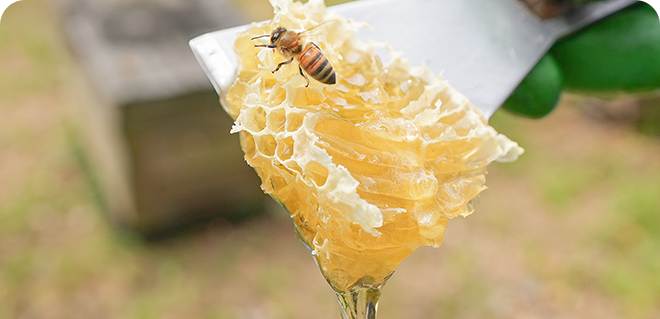 みつばちと蜂蜜